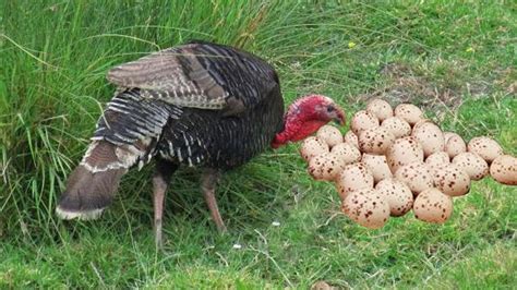 Best Answer. Turkeys lay from early spring to early summer, a span of about 4 months. During that time the turkey will lay 12-18 eggs and then sit on them. If you collect their eggs they will ...